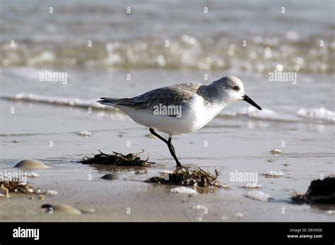 Sanderlings are medium-sized peep sandpipers recognizable by their pale nonbreeding plumage, black legs and bill, and obsessive wave-chasing habits. . Sandpiper newspaper long beach island